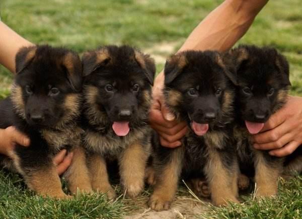 马犬、德牧傻傻分不清楚，两位“硬汉”之争，谁能更胜一筹？（马犬和德牧哪个更适合做宠物）(图4)