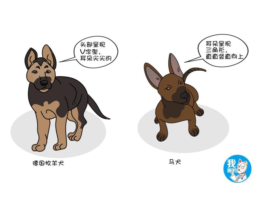 马犬、德牧傻傻分不清楚，两位“硬汉”之争，谁能更胜一筹？（马犬和德牧哪个更适合做宠物）(图3)