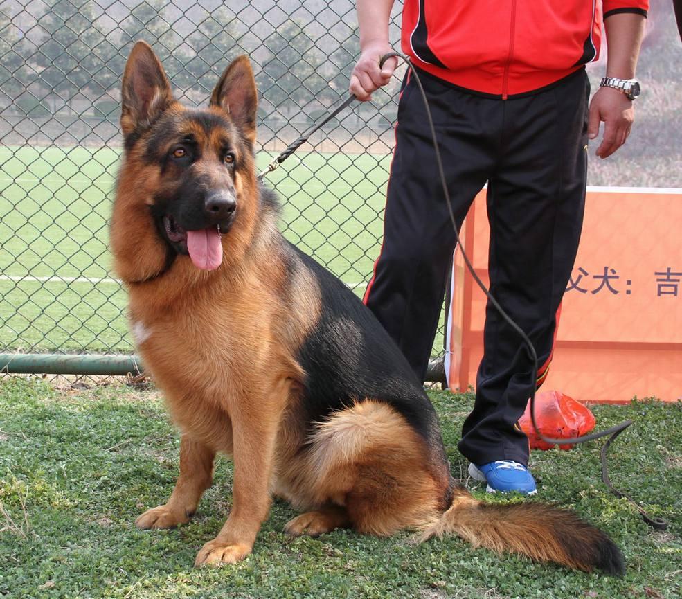 马犬、德牧傻傻分不清楚，两位“硬汉”之争，谁能更胜一筹？（马犬和德牧哪个更适合做宠物）(图5)