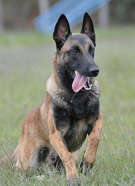 马犬、德牧傻傻分不清楚，两位“硬汉”之争，谁能更胜一筹？（马犬和德牧哪个更适合做宠物）(图6)