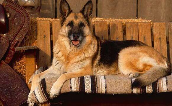 怎样挑“优秀、健康”的德国牧羊犬？很简单，看这几点就行（德国牧羊犬挑选,你必须了解这些）(图1)