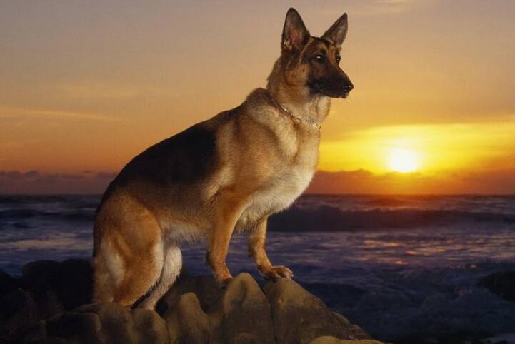 怎样挑“优秀、健康”的德国牧羊犬？很简单，看这几点就行（德国牧羊犬挑选,你必须了解这些）(图4)