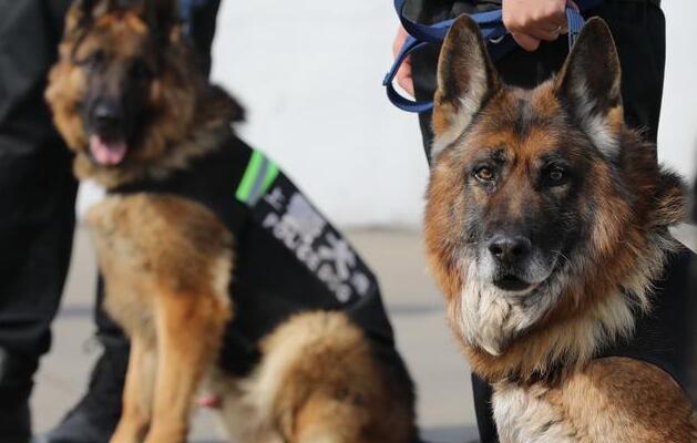 怎样挑“优秀、健康”的德国牧羊犬？很简单，看这几点就行（德国牧羊犬挑选,你必须了解这些）(图3)