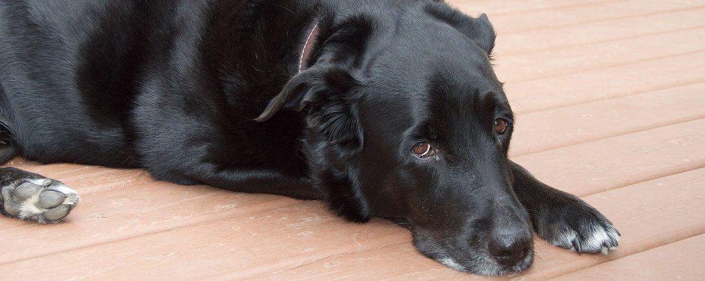 狗狗分离焦虑到学狼叫，真是伤心又伤身，用这5招改善它（狗狗学狼叫是什么意思）(图1)