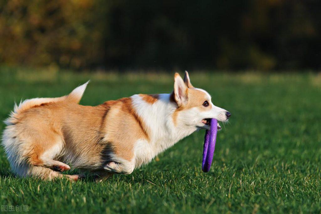 狗狗到了新环境不吃东西怎么办？（狗到了新环境不拉屎怎么办）(图2)