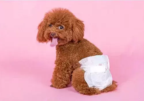 狗狗不来例假的原因，可能是身体有问题也可能是怀孕了？（狗不来大姨妈是不是意味着老了）(图2)