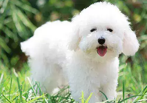 狗狗不来例假的原因，可能是身体有问题也可能是怀孕了？（狗不来大姨妈是不是意味着老了）(图1)