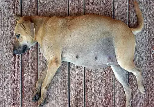 狗狗不来例假的原因，可能是身体有问题也可能是怀孕了？（狗不来大姨妈是不是意味着老了）(图3)