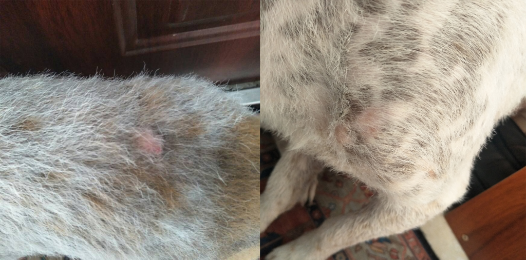 犬猫最容易被误诊的皮肤病——内分泌紊乱（猫咪内分泌失调会发生皮肤病吗）(图6)