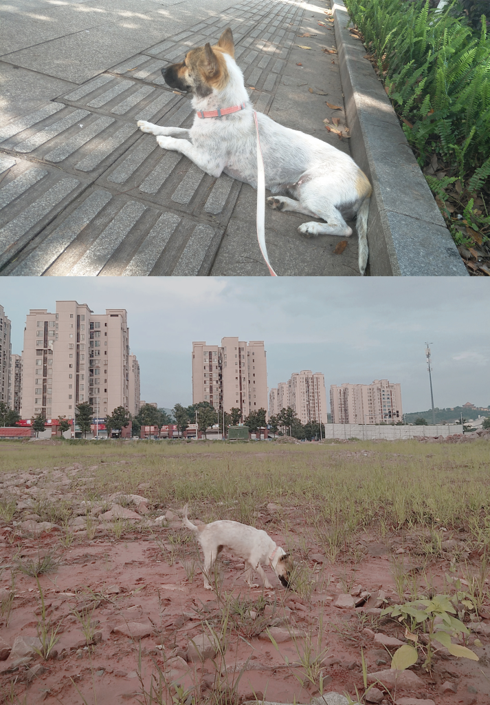 犬猫最容易被误诊的皮肤病——内分泌紊乱（猫咪内分泌失调会发生皮肤病吗）(图7)