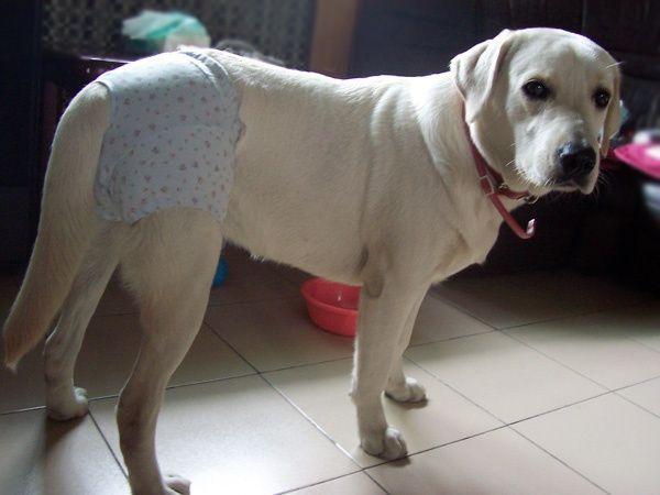 狗狗一年两次发情期，特殊时期需要细心护理！（狗一年打两次疫苗可以吗）(图1)