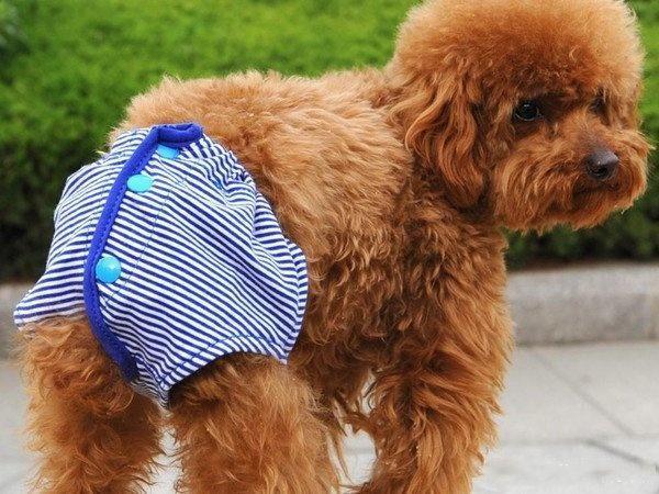 狗狗一年两次发情期，特殊时期需要细心护理！（狗一年打两次疫苗可以吗）(图2)