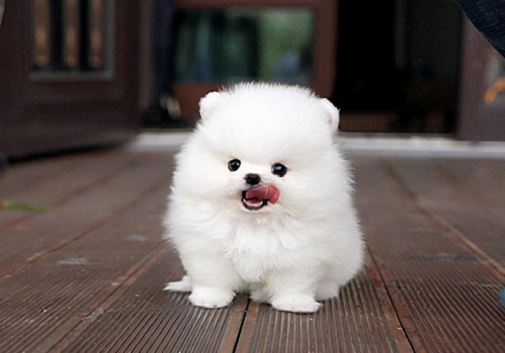 狗拉肚子感冒怎么办，拉肚子和感冒是一样的处理方法吗？（狗狗感冒拉肚子是怎么回事）(图1)