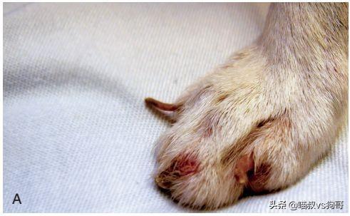 犬系统性红斑狼疮是什么？为什么对狗狗伤害如此巨大？（狗红斑狼疮怎么治）(图3)