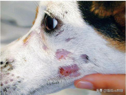 犬系统性红斑狼疮是什么？为什么对狗狗伤害如此巨大？（狗红斑狼疮怎么治）(图2)