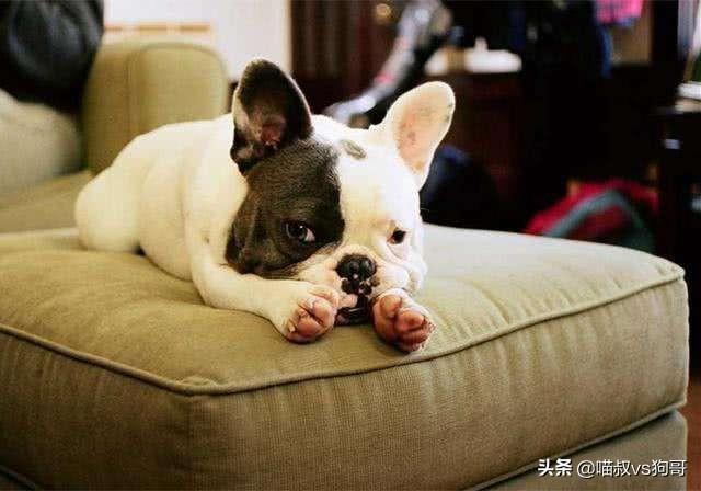 犬系统性红斑狼疮是什么？为什么对狗狗伤害如此巨大？（狗红斑狼疮怎么治）(图4)