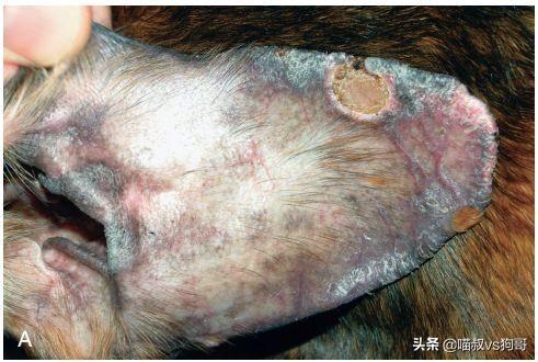 犬系统性红斑狼疮是什么？为什么对狗狗伤害如此巨大？（狗红斑狼疮怎么治）(图5)