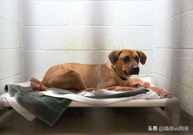 犬系统性红斑狼疮是什么？为什么对狗狗伤害如此巨大？（狗红斑狼疮怎么治）(图8)