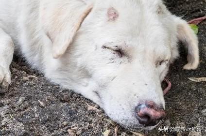 犬系统性红斑狼疮是什么？为什么对狗狗伤害如此巨大？（狗红斑狼疮怎么治）(图7)