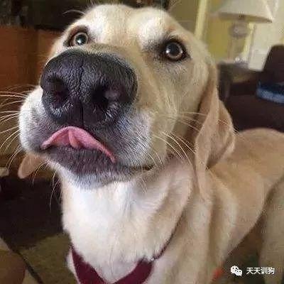 狗狗鼻子变色，是感冒还是营养不足？（狗鼻子颜色变浅怎么回事）(图2)