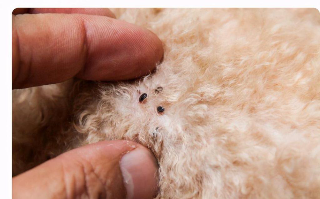 老祖宗去跳蚤的“偏方”，流传至今很有用（跳蚤用什么去除）(图2)