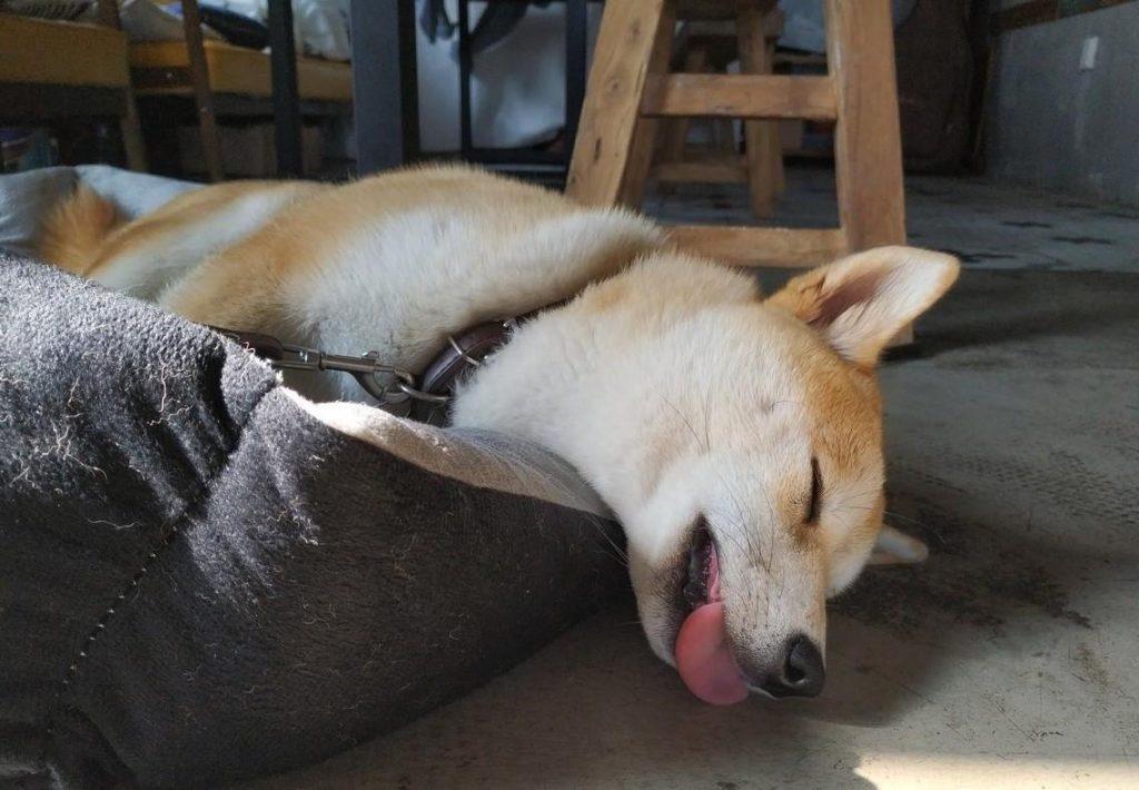 老祖宗去跳蚤的“偏方”，流传至今很有用（跳蚤用什么去除）(图6)