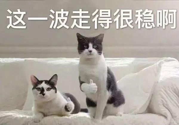 想带萌宠回家乡？宠物托运指南在此！（想带萌宠回家乡?宠物托运指南在此那里）(图1)