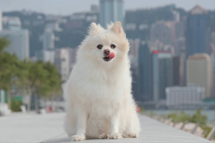 博美犬纯不纯，是怎么判断的？（博美纯不纯怎么看）(图2)