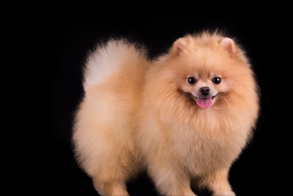 博美犬纯不纯，是怎么判断的？（博美纯不纯怎么看）(图5)