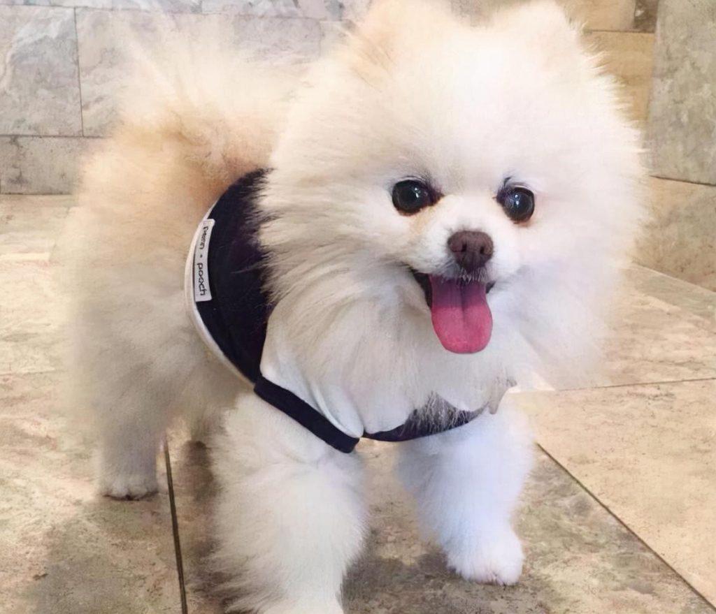 博美犬纯不纯，是怎么判断的？（博美纯不纯怎么看）(图6)