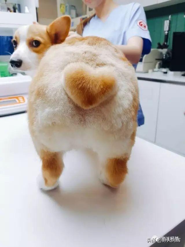 新手养狗全攻略（新手养狗小常识大全）(图3)