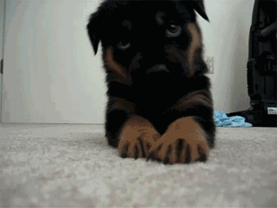 新手养狗全攻略（新手养狗小常识大全）(图2)