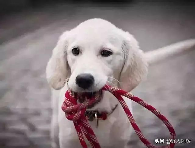 新手养狗全攻略（新手养狗小常识大全）(图4)