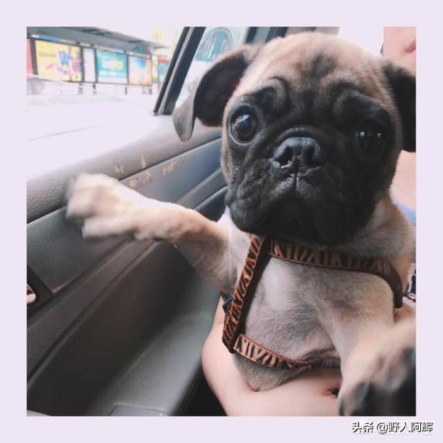 新手养狗全攻略（新手养狗小常识大全）(图5)