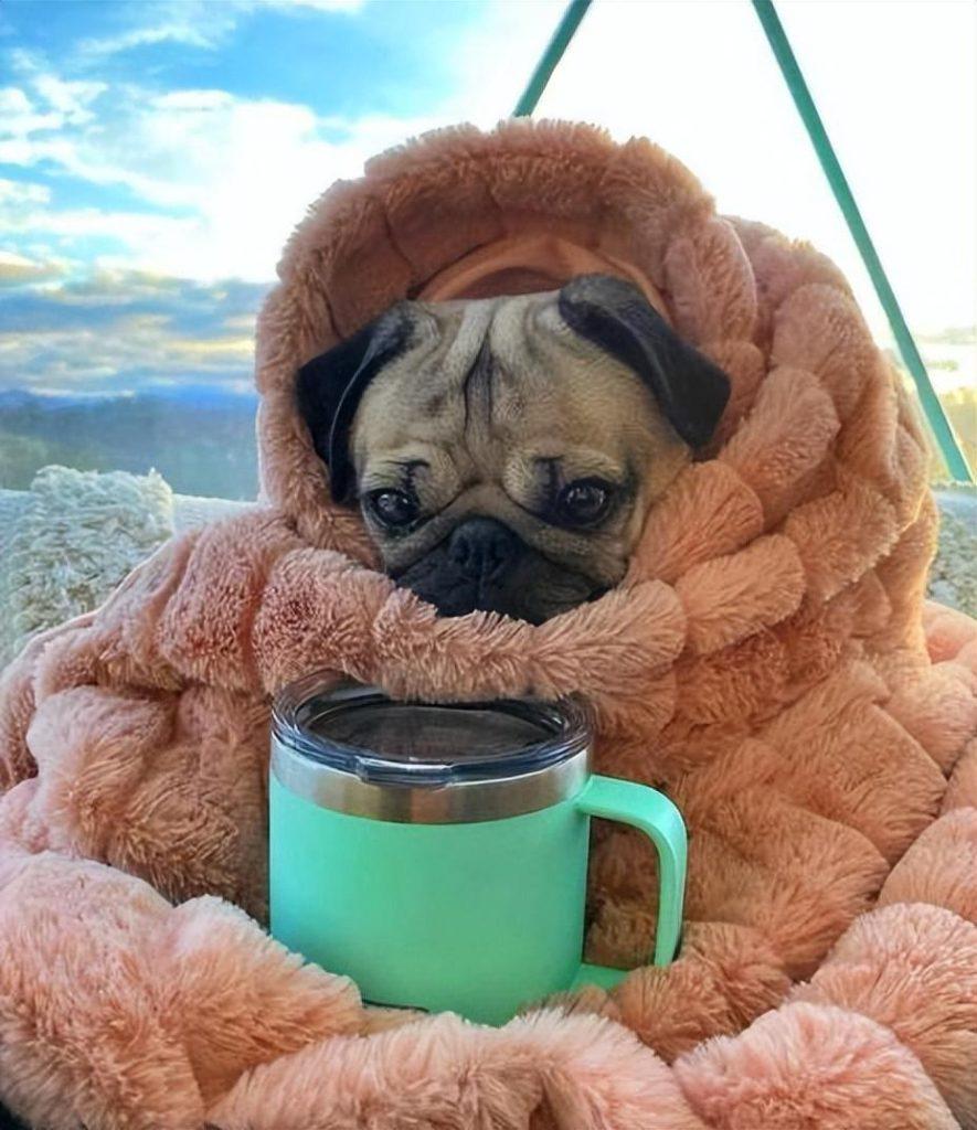 狗狗“吐黄水”的4个原因和应对措施（狗吐黄水是什么问题）(图1)