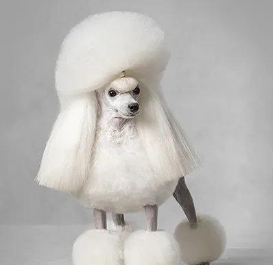 什么是贵宾犬？从头到脚教你识别纯种贵宾（贵宾犬种类区分及图片）(图1)