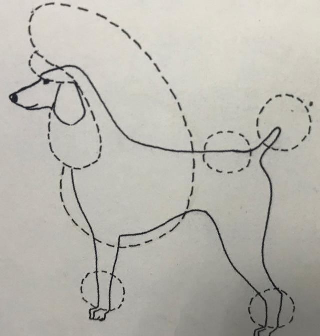 什么是贵宾犬?从头到脚教你识别纯种贵宾(贵宾犬种类区分及图片)(图2)