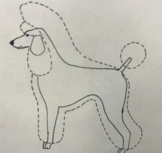 什么是贵宾犬？从头到脚教你识别纯种贵宾（贵宾犬种类区分及图片）(图3)