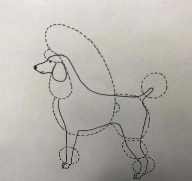 什么是贵宾犬？从头到脚教你识别纯种贵宾（贵宾犬种类区分及图片）(图5)