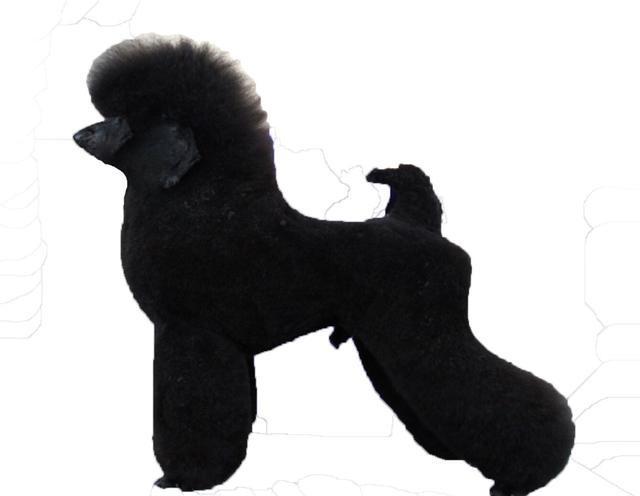 什么是贵宾犬？从头到脚教你识别纯种贵宾（贵宾犬种类区分及图片）(图6)