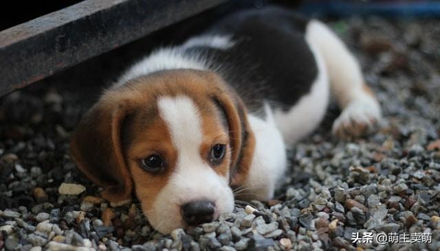 比格犬有几种颜色？如何挑选纯种比格犬？（比格犬花色大全）(图1)