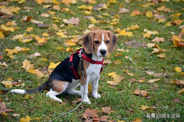 比格犬有几种颜色？如何挑选纯种比格犬？（比格犬花色大全）(图5)