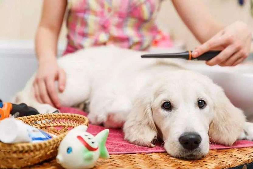 手把手教你，用最少的钱养狗！（养狗最便宜的方法）(图6)