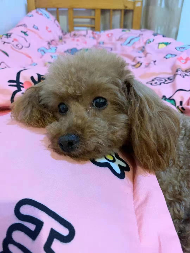 新手养泰迪，超详细喂养手册（新手养泰迪狗基础知识）(图1)