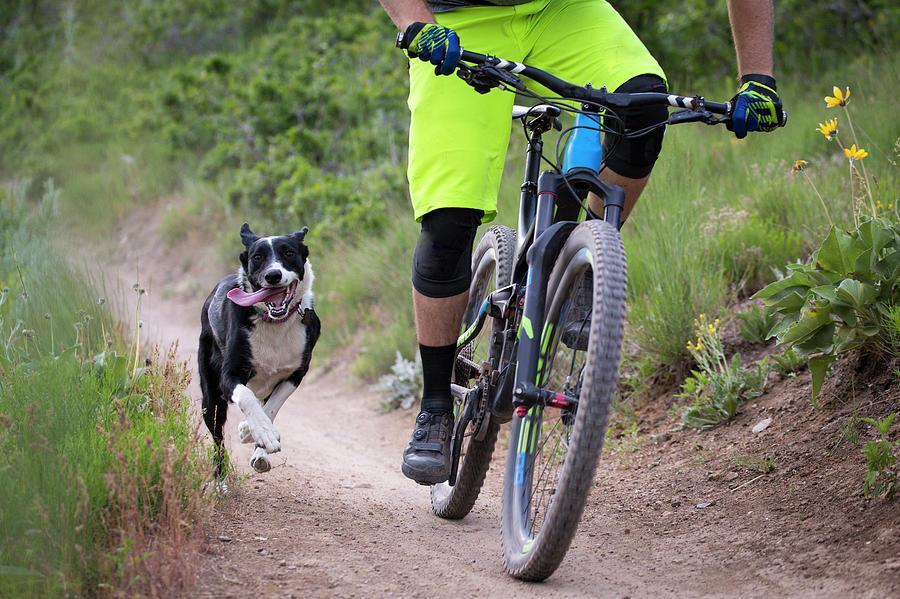 想要带狗狗骑自行车，你需要这样做，教你训练狗狗随车行（如何训练狗坐电动车的姿势）(图3)