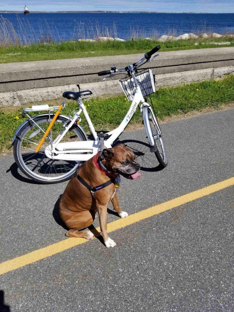 骑自行车遛狗其实并不难，跟着3步走，你家狗狗也可以（骑自行车怎么带狗狗出去）(图2)