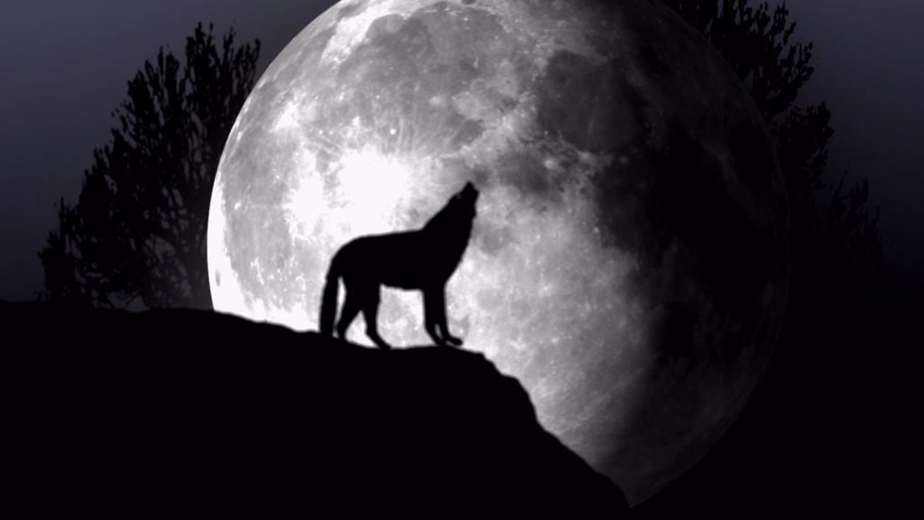 狗狗为什么像狼一样叫，它是在学狼吗？（狗为啥像狼是的叫声）(图1)