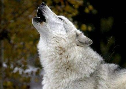 狗狗为什么像狼一样叫，它是在学狼吗？（狗为啥像狼是的叫声）(图2)