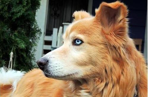 狗狗为什么像狼一样叫，它是在学狼吗？（狗为啥像狼是的叫声）(图4)