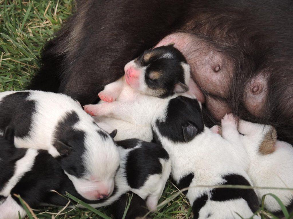 未满月小狗的喂养法则（养未满月的小狗应该吃些什么东西）(图1)